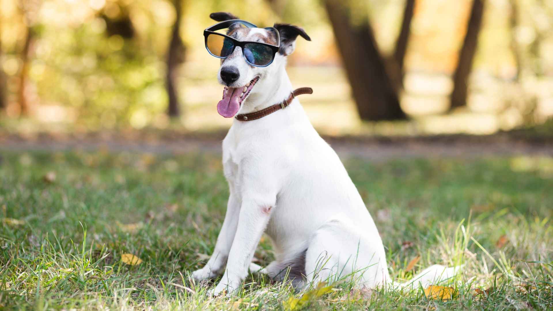 Bodeguero Andaluz: Todo Sobre Esta Raza