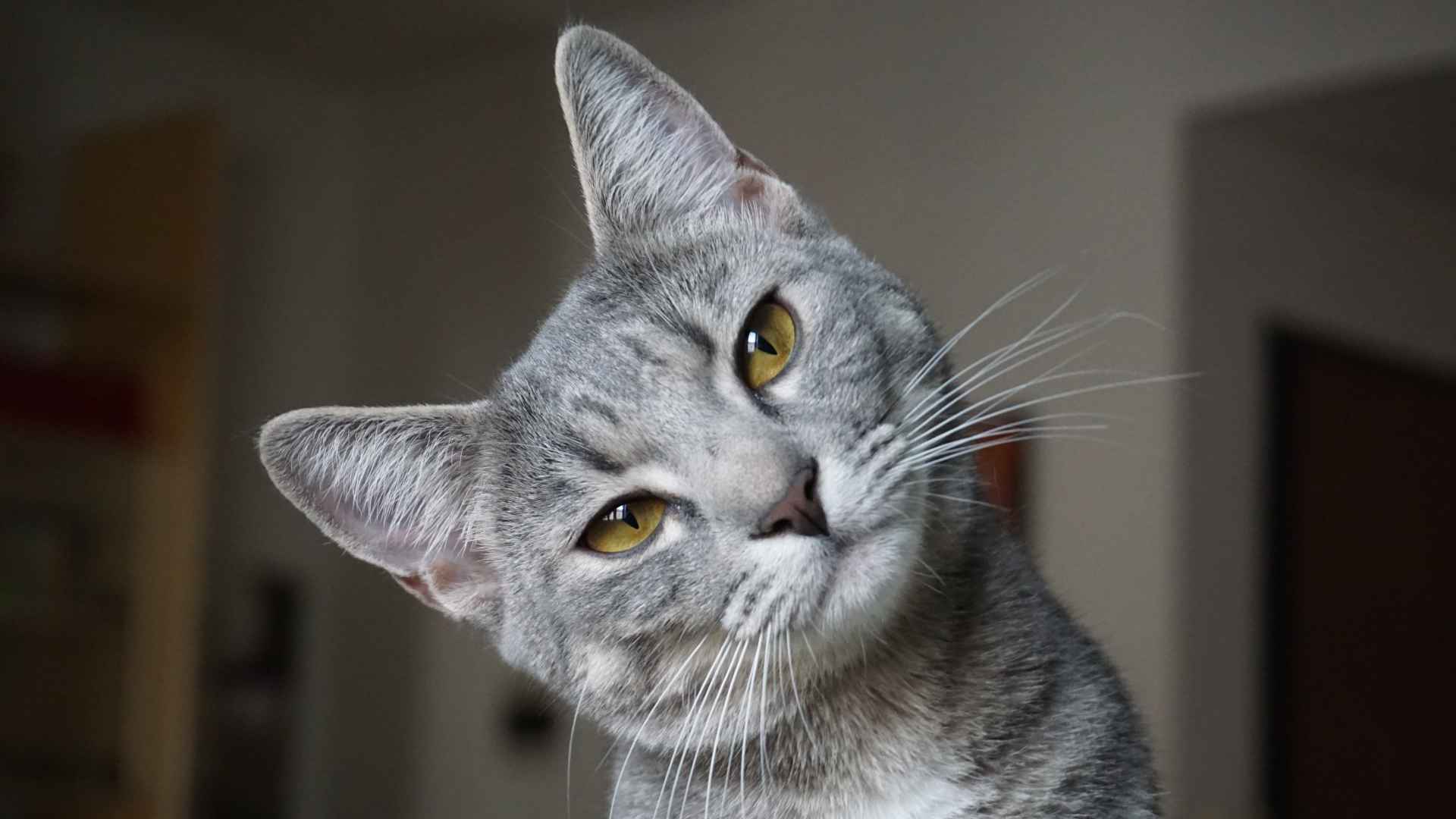 100 Nombres de Gatos Macho: Las Mejores Ideas