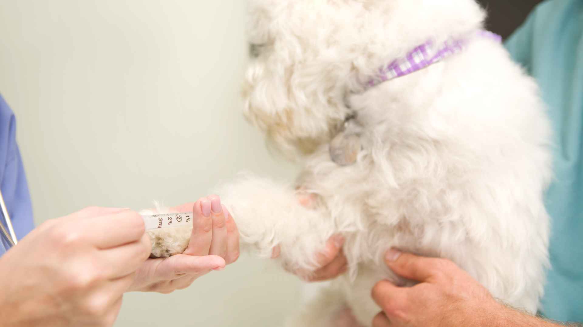 Test de Parvovirus: Todo lo que Debes Saber