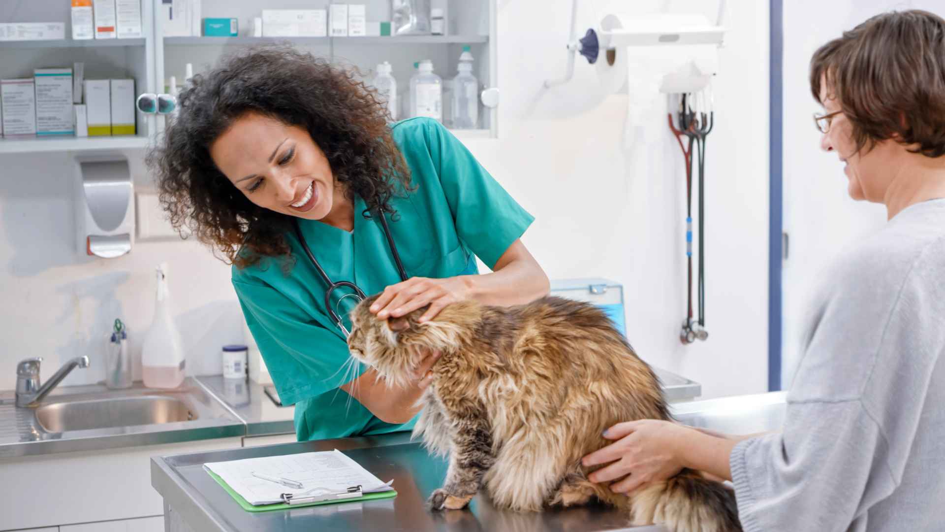 Kinesiólogos Veterinarios: Direcciones y Contactos