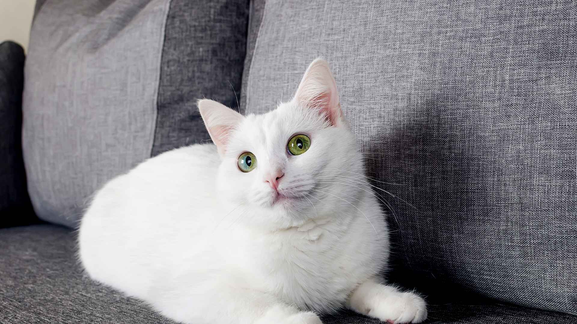 Angora Turco: Guía Completa de Esta Raza