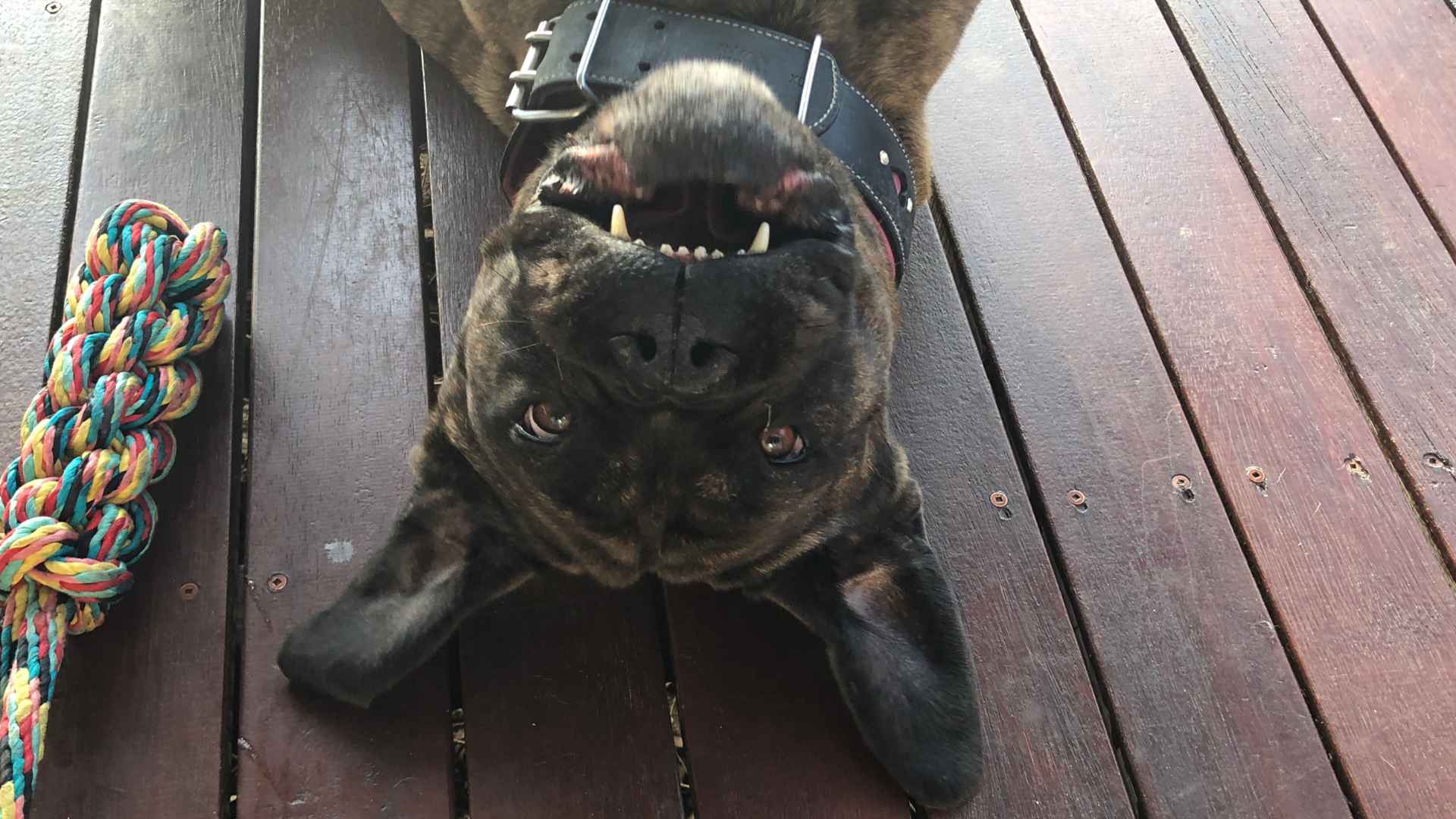 Mastín Italiano: Todo Sobre Esta Raza