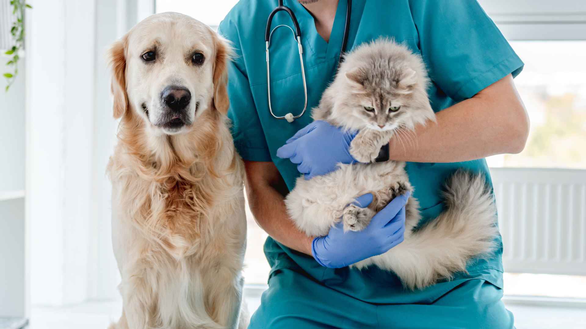 Veterinaria Calama: Direcciones y Contactos