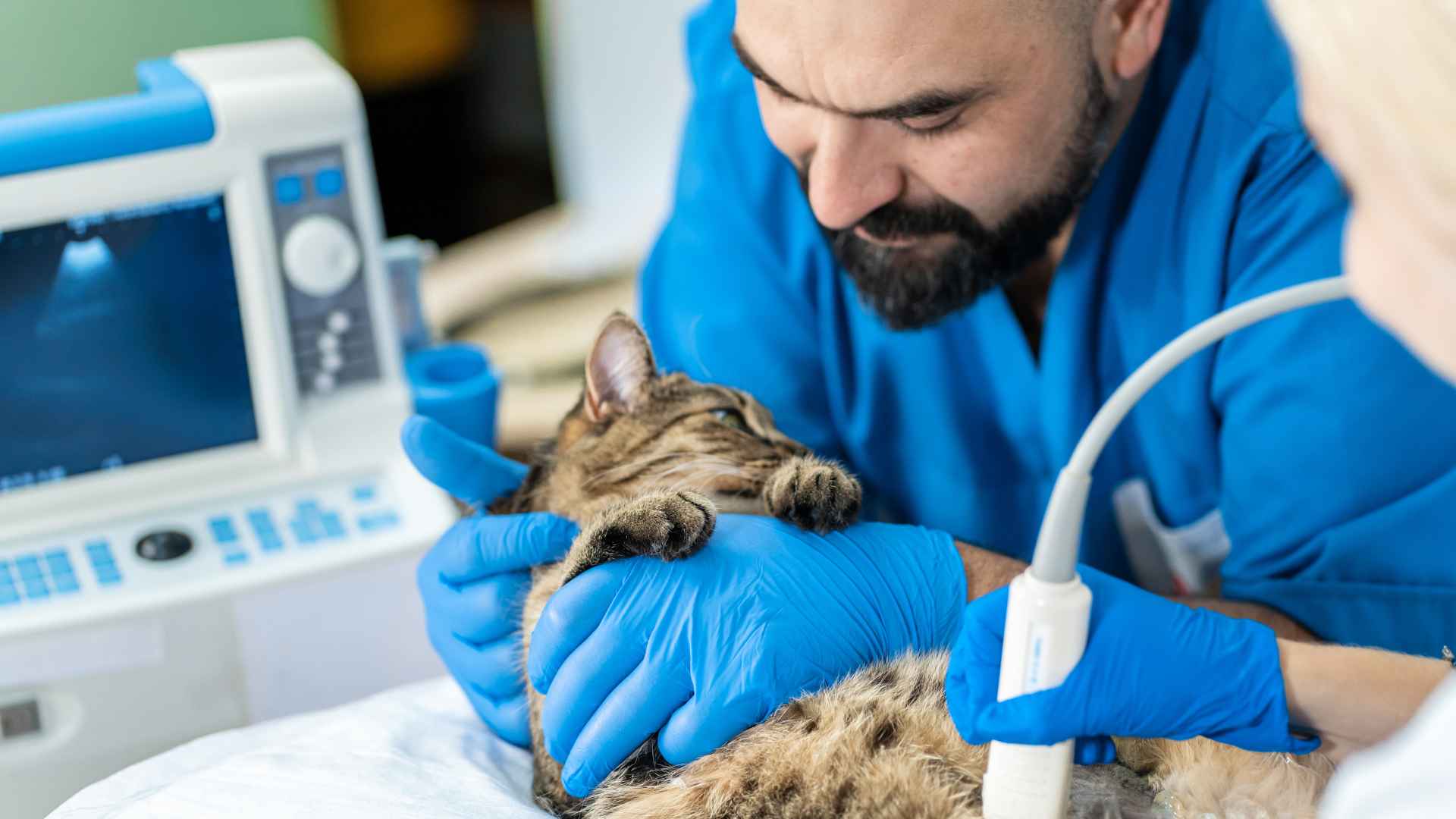 Veterinaria Estación Central: Direcciones y Contactos