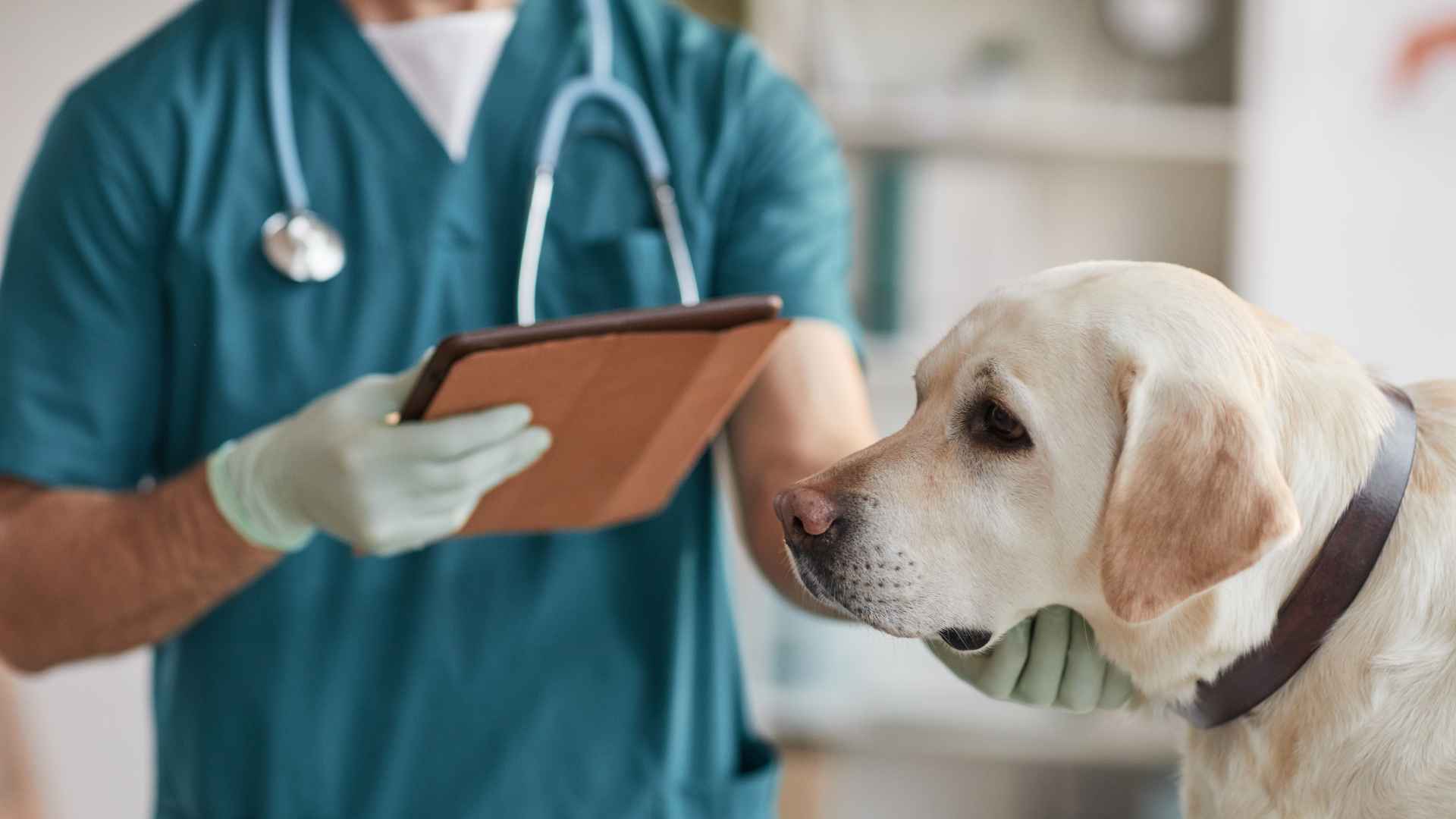 Veterinarias Villa Alemana: Direcciones y Contactos