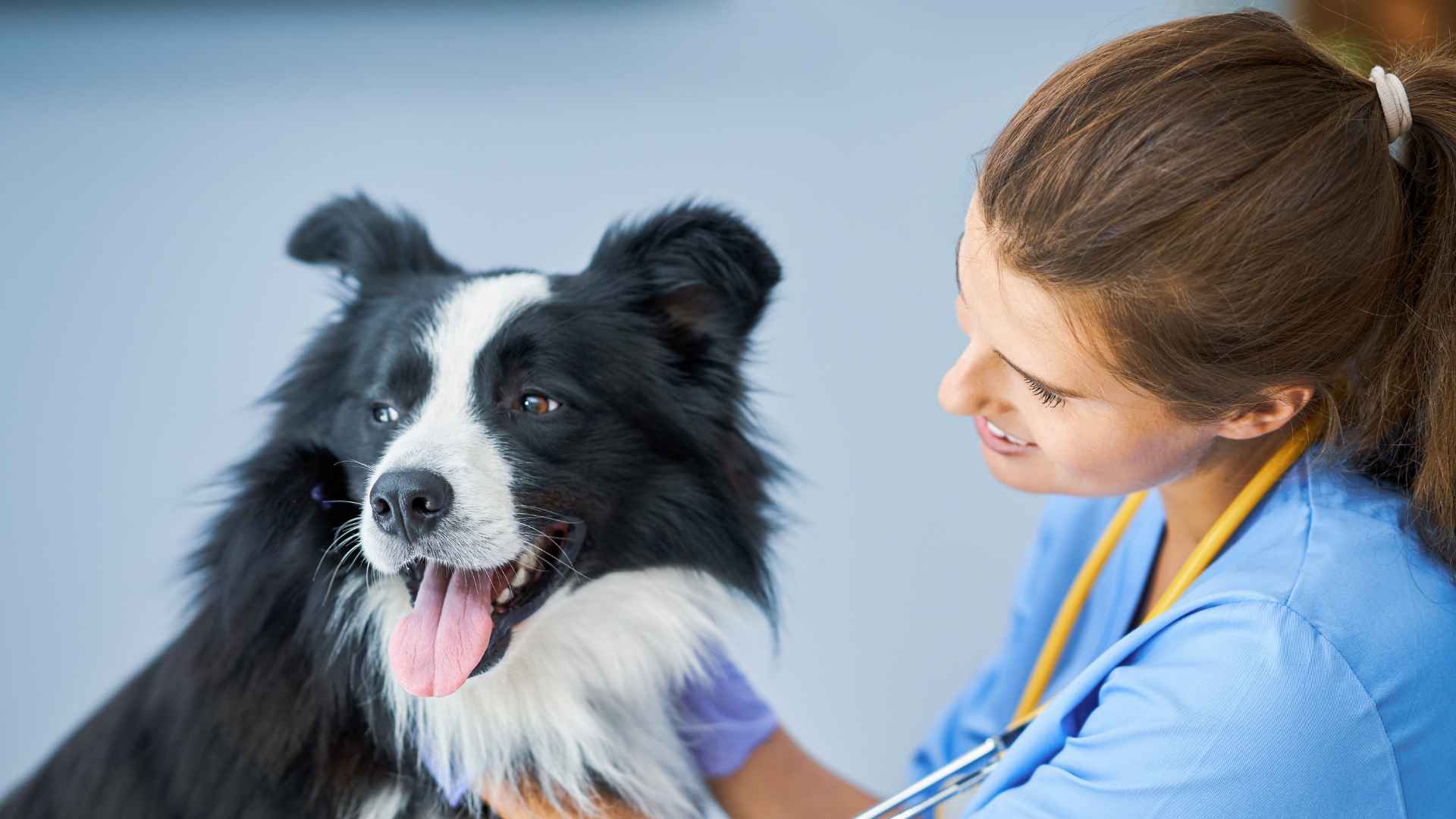 Cardiólogo Veterinario: Opciones Disponibles