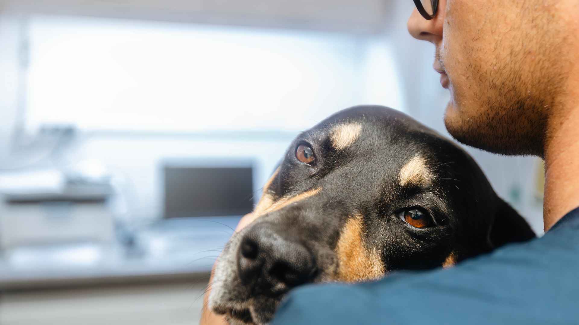 Mi Perro Tiene Arcadas Como si Tuviera Algo en la Garganta